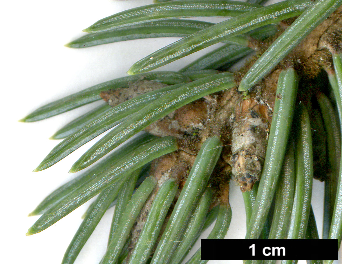 High resolution image: Family: Pinaceae - Genus: Picea - Taxon: likiangensis - SpeciesSub: var. hirtella